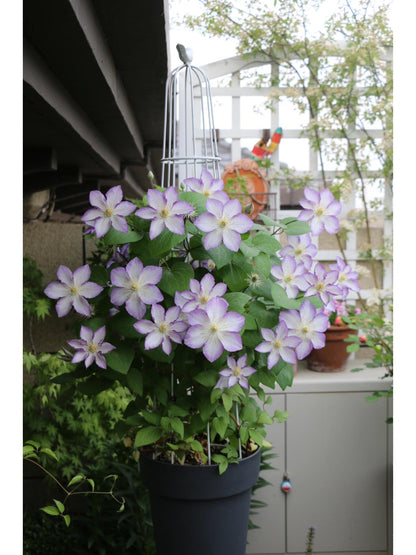 Clematis ‘’Lucky Charm| お守り|幸运符‘’