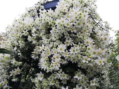 Clematis ‘’Avalanche｜雪崩‘’