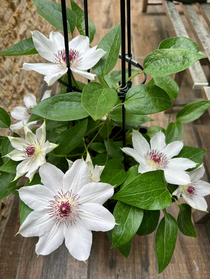 Clematis ''Haruyama｜はるやま| 晴山/ 春天''