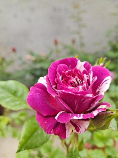 Rose  ’ Scented Jewel｜センティッドジュエル ｜芬芳宝石