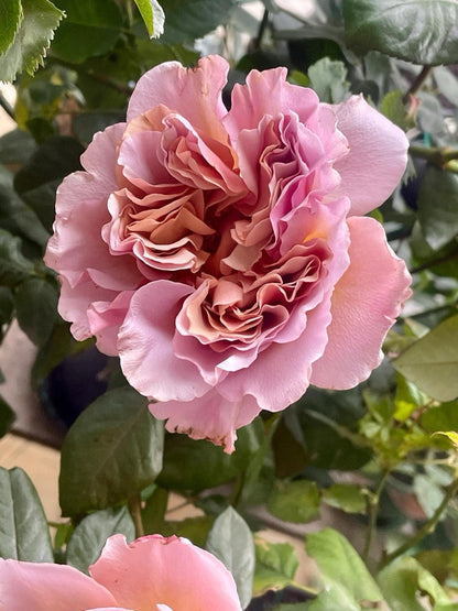 Rose ‘ Caffe Latte  ｜拿铁咖啡‘