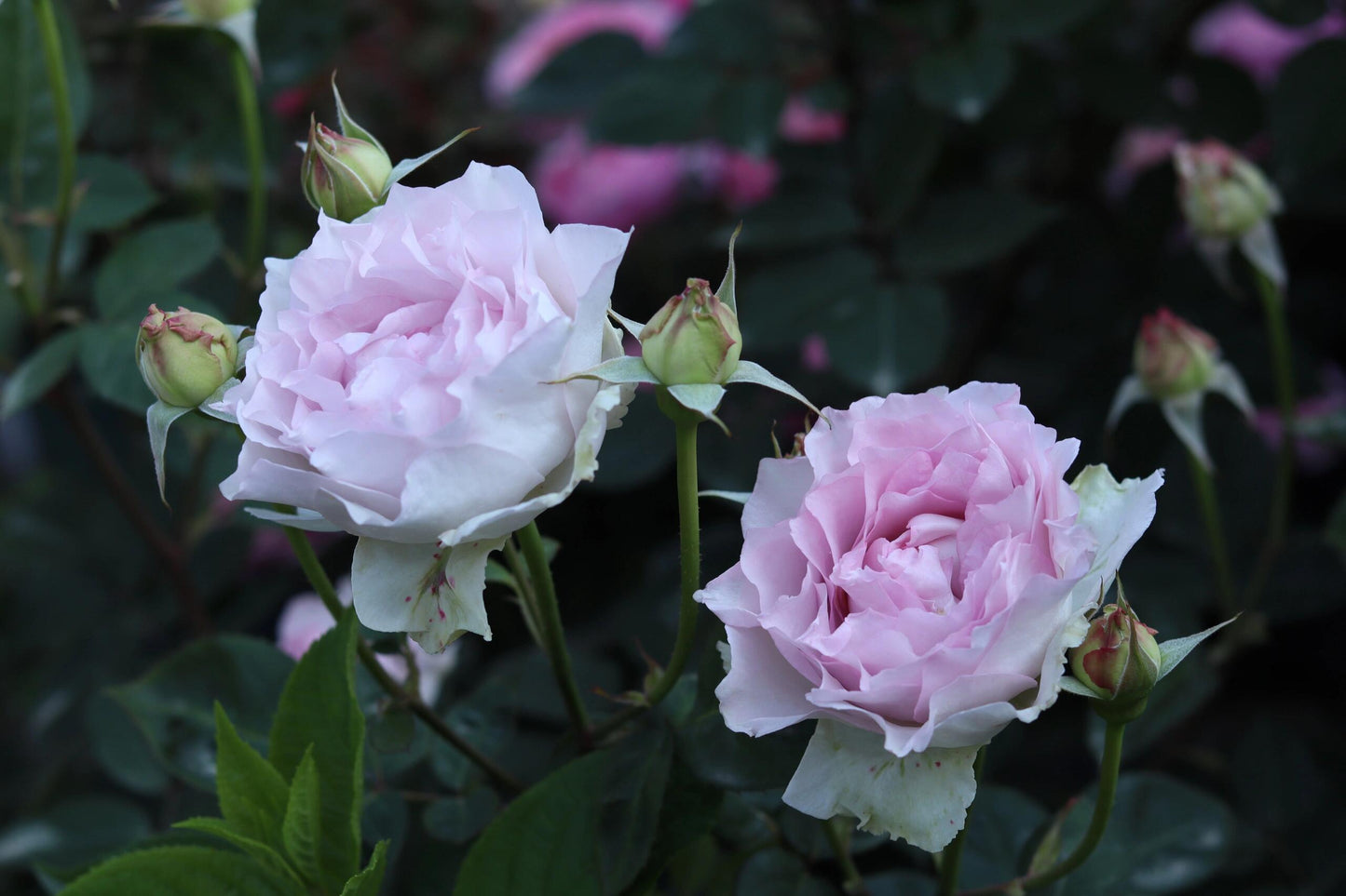 Rose  ’ Lu Ning Xiang｜露凝香 - New 2022