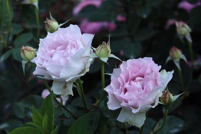 Rose  ’ Lu Ning Xiang｜露凝香 - New 2022