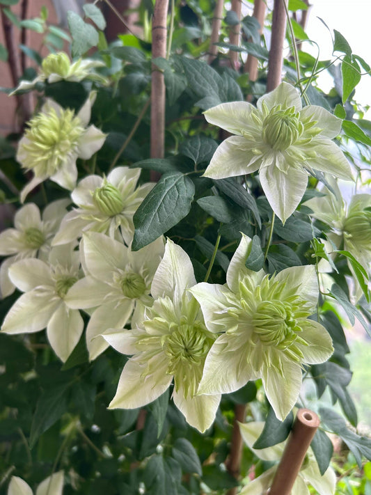 Clematis ‘’Peppermint｜ミント| 薄荷‘’