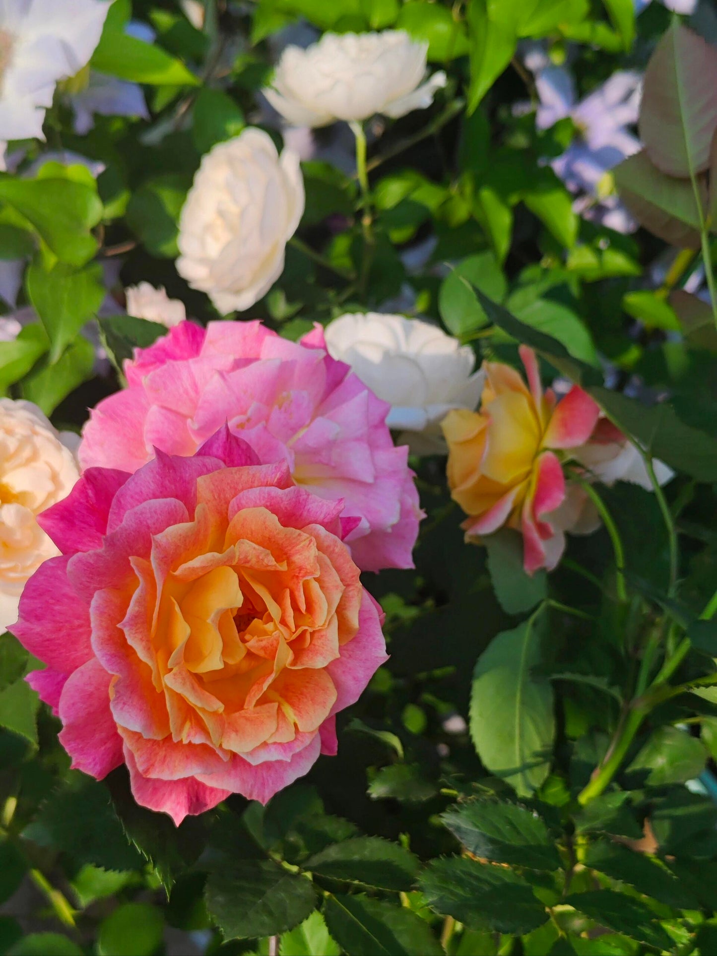Rare Rose  ‘ Chaleur｜シヤル一ル ｜温暖｜夏洛尔
