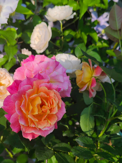 Rare Rose  ‘ Chaleur｜シヤル一ル ｜温暖｜夏洛尔
