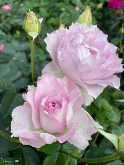Rose  ’ Lu Ning Xiang｜露凝香 - New 2022