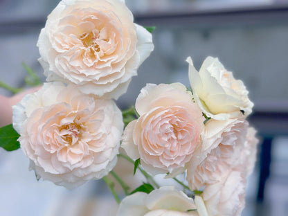Rose  ‘ Royal Diva｜歌剧皇后'