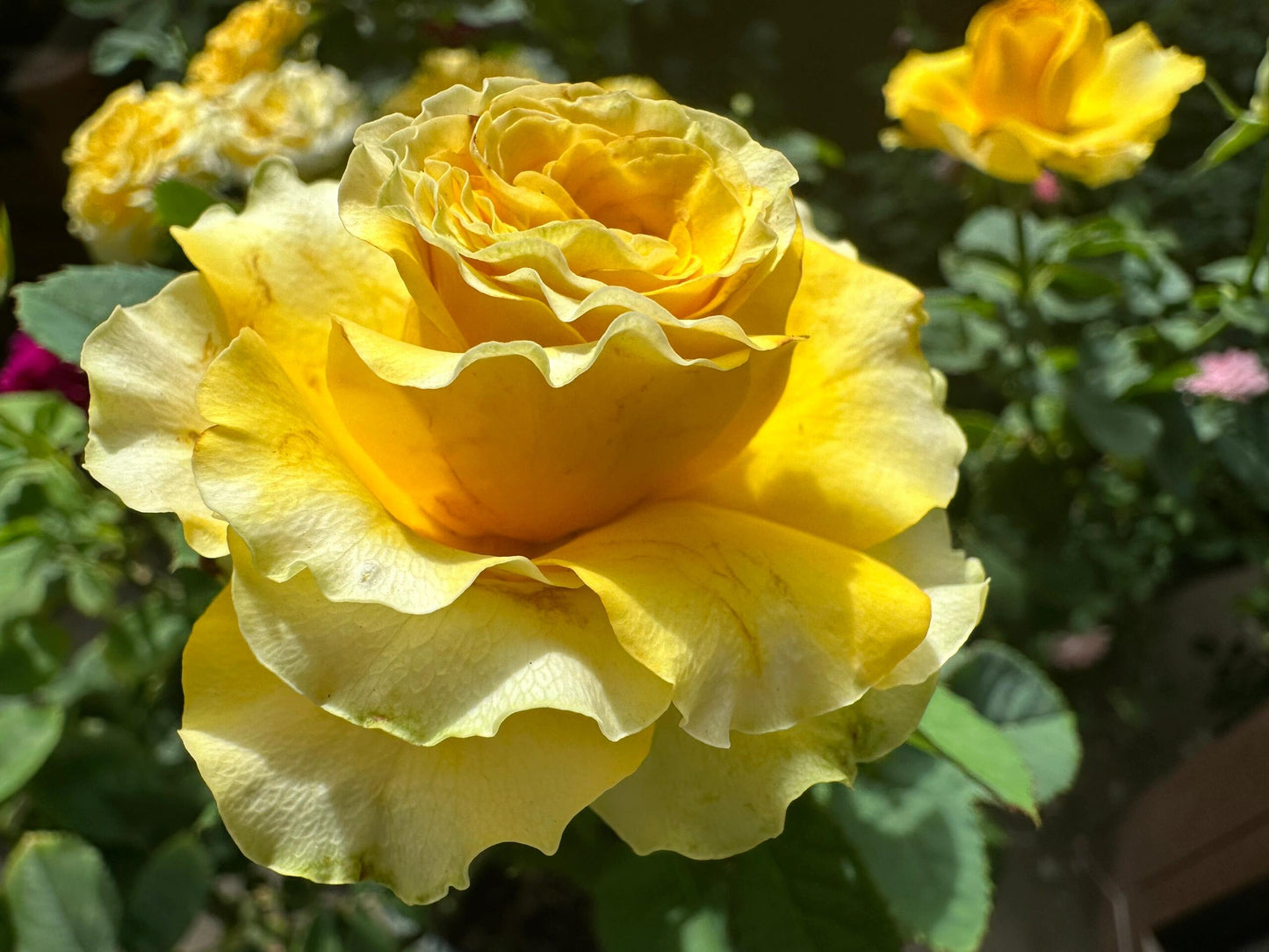 Rose  ’ Shell｜ 贝壳