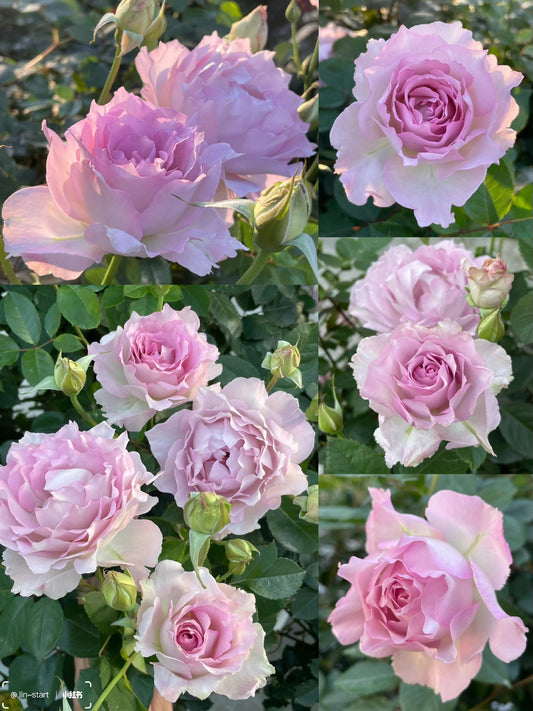 Rose  ’ Lu Ning Xiang｜露凝香 - New 2022
