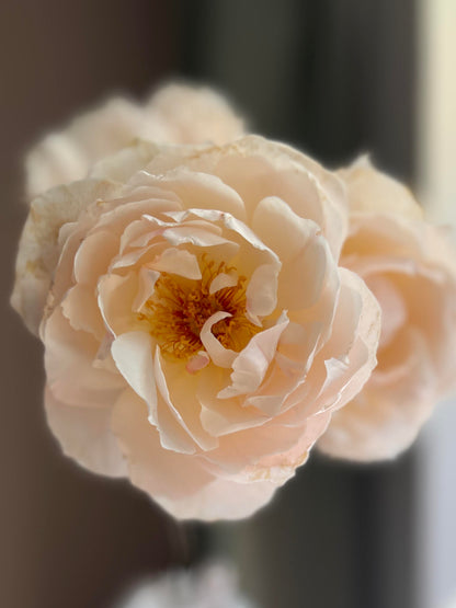 Rose  ’ Kashō｜かしょう｜华宵 - New Variety 2024