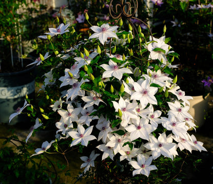 Clematis ''Haruyama｜はるやま| 晴山/ 春天''