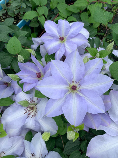 Clematis ‘’Blue Cotillion｜蓝色龙沙舞‘’