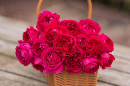 Rose  ‘ Flying Swan ｜Jing Hong｜惊鸿 - New Variety-2021
