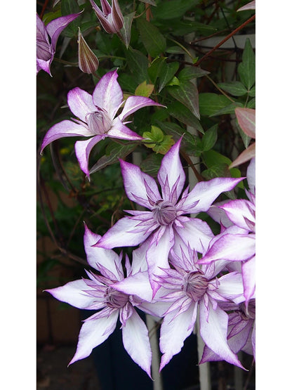 Clematis ‘’Lady Kyoko | レディ・キョウコ| 恭子小姐 ‘’
