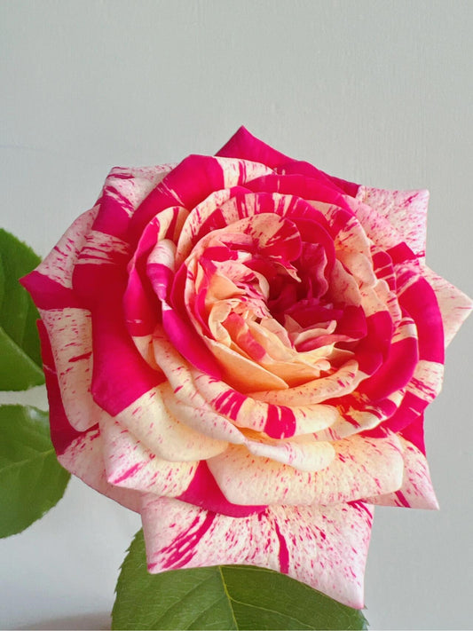 Striped Rose  ’ All American Magic ｜全美魔术