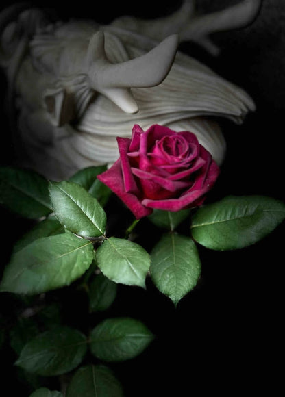 Rose  ‘ Louis XIV｜ルイ14世 ｜路易十四