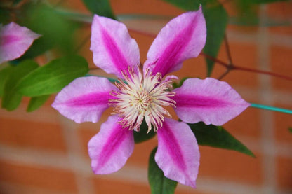 Clematis ‘’Nishiki｜錦 |锦 ‘’