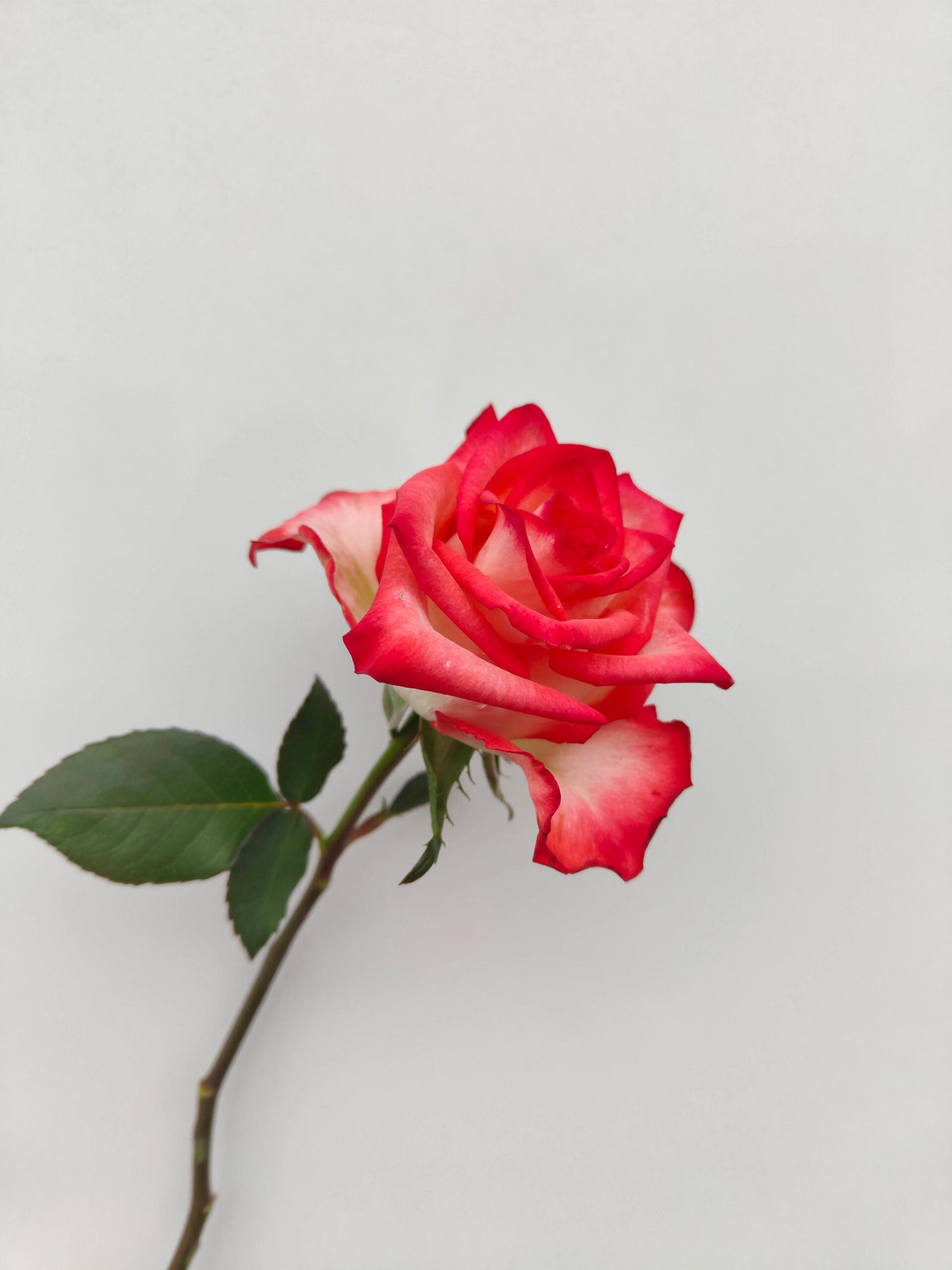 Rare Rose  ’ Yashica｜切花胭脂扣 ｜雅西卡 - New variety