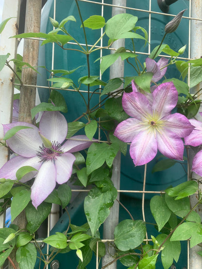 Clematis ‘’Pernille| 佩莱尼‘’