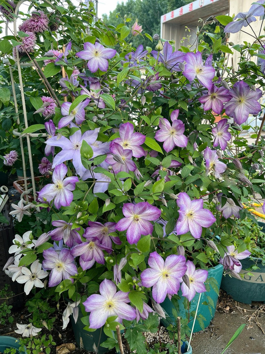 Clematis ‘’Pernille| 佩莱尼‘’