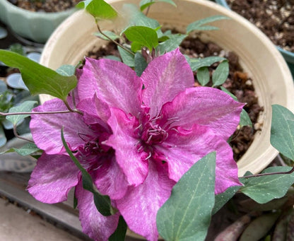 Dwarf Clematis ‘’Luiza｜ルイーザ｜路易莎‘’