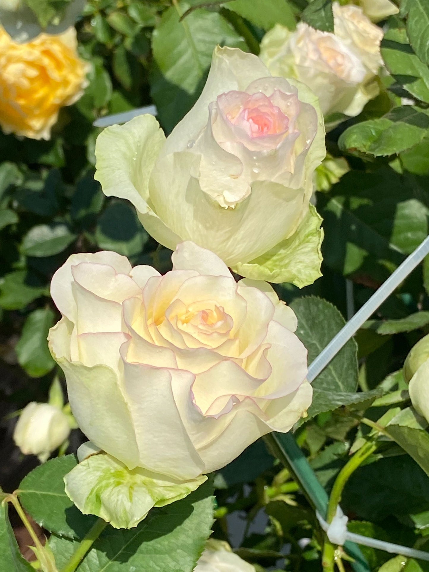 Rose  ’ White Jumilia ｜白艾莎