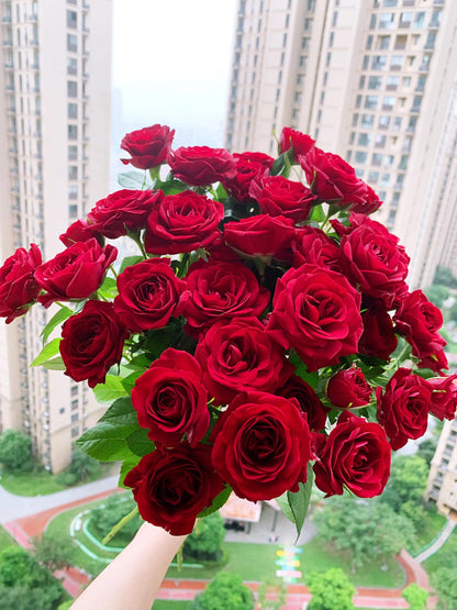 Rose ’ Red Velvet ｜ 红丝绒