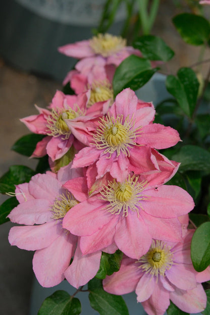 Clematis ‘’Little Mermaid | 小美人鱼‘’