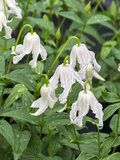 Jasmine Clematis ''Hakuree | ハクレイ| 白麗| 哈库里''