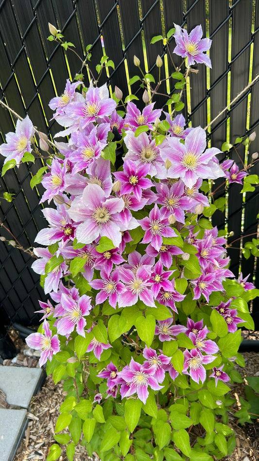 Clematis ‘’Piilu｜小鸭‘’