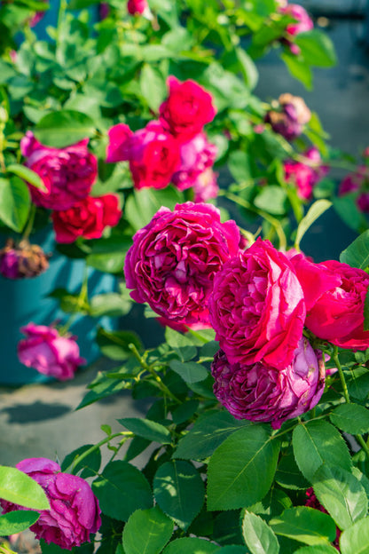Rose  ‘ Flying Swan ｜Jing Hong｜惊鸿 - New Variety-2021