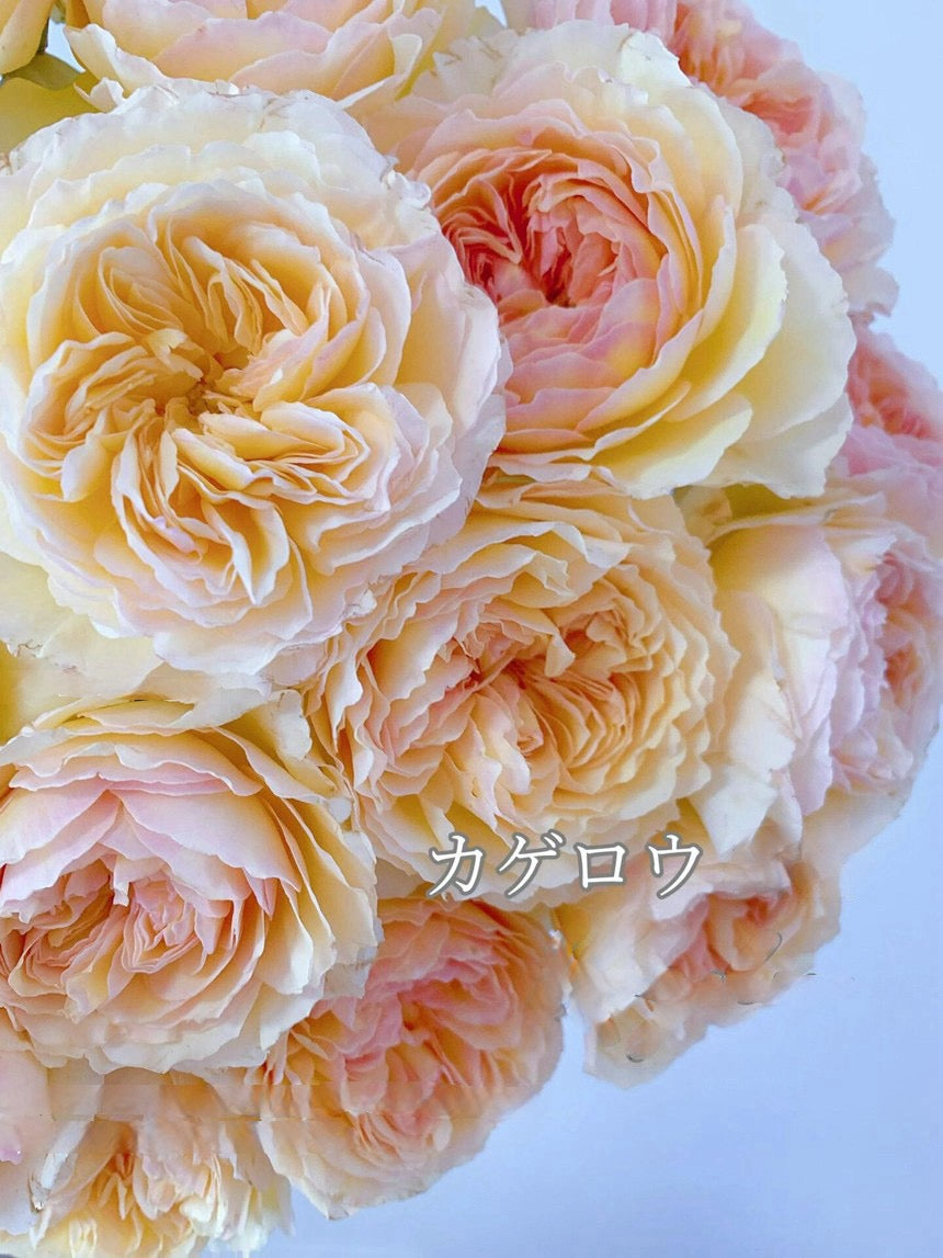 Rose ’ Kagelou| カゲロウ  | 阳炎/蜉蝣  - New varieties 2020