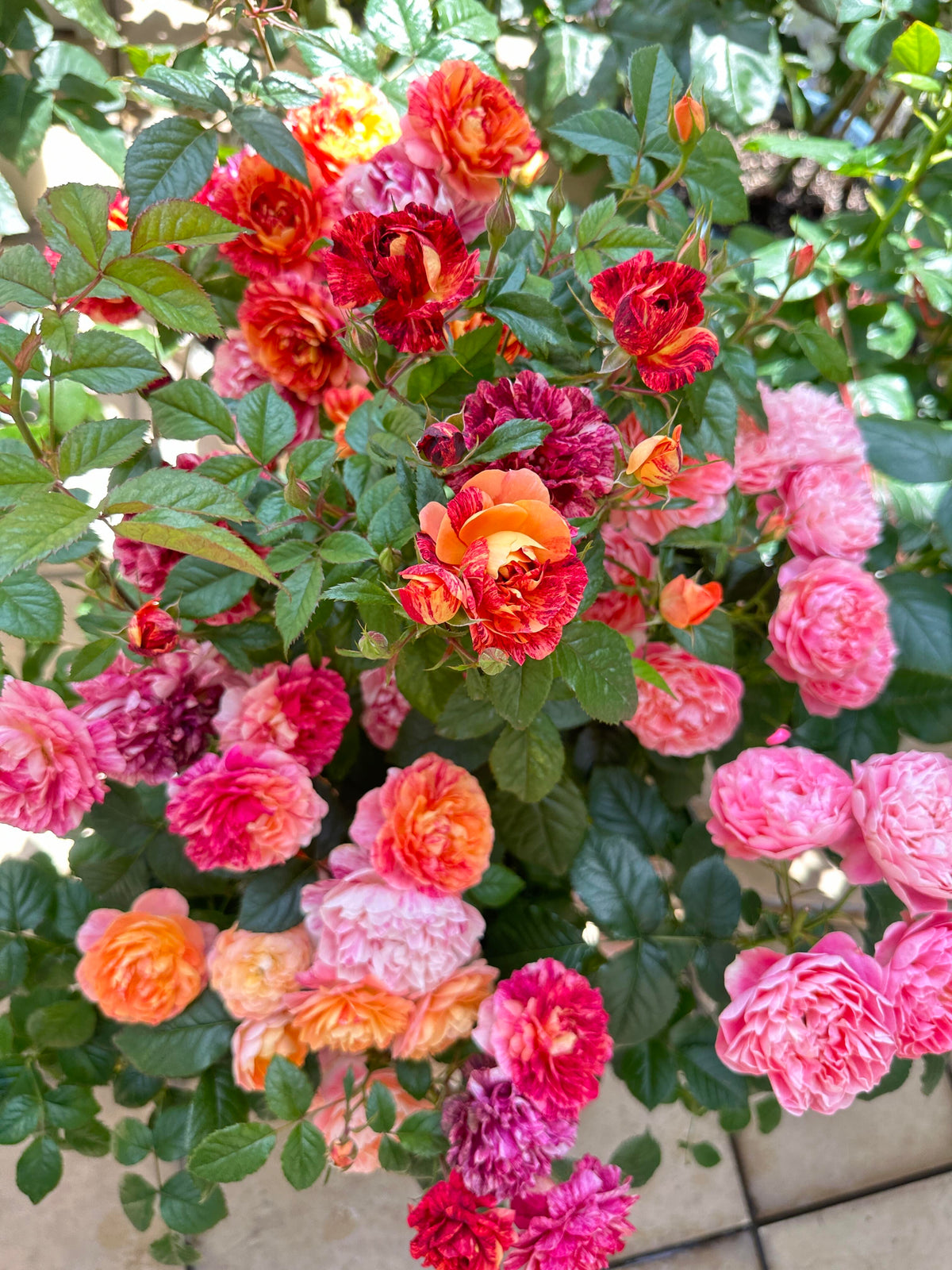 Rose 'Juice Splash' 果汁飞溅