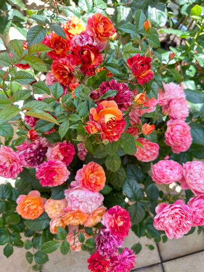 Rose 'Juice Splash' 果汁飞溅