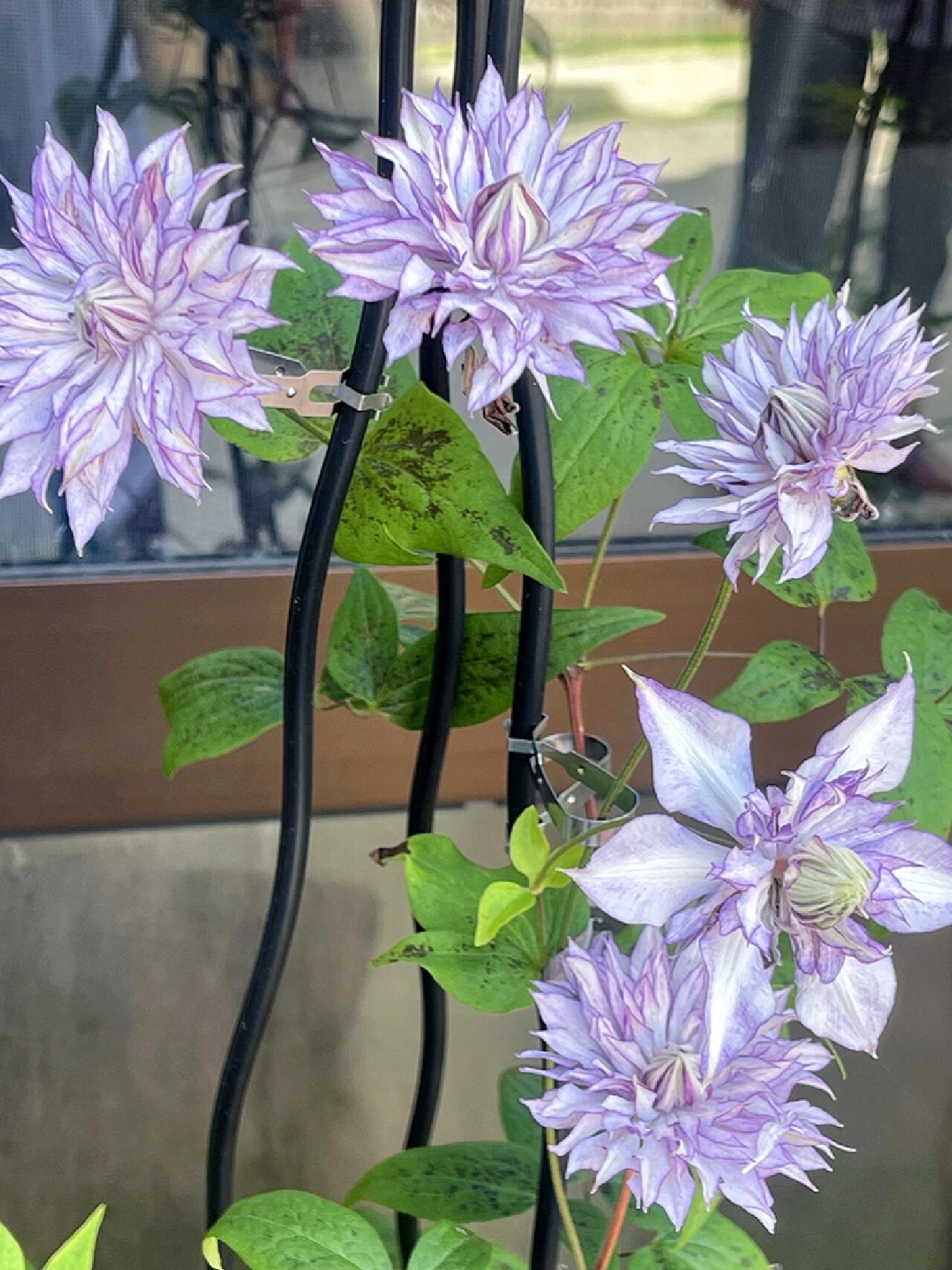Clematis ‘’Lady Kyoko | レディ・キョウコ| 恭子小姐 ‘’