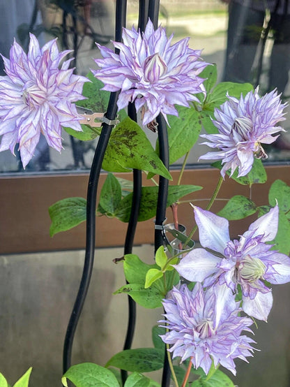 Clematis ‘’Lady Kyoko | レディ・キョウコ| 恭子小姐 ‘’