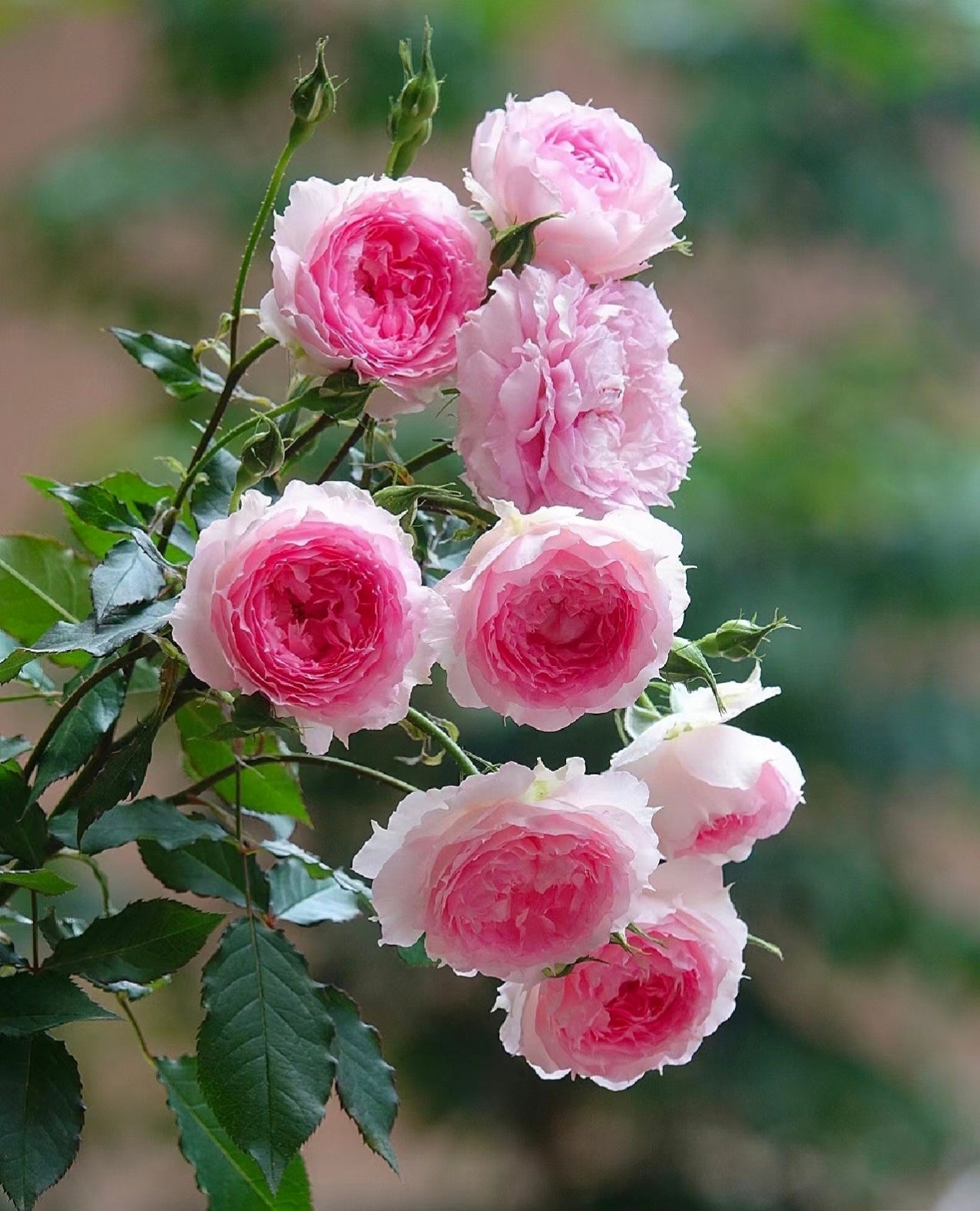 Rose ’ Misty Moon｜Rong Rong Yue ｜溶溶月 -  New Variety 2022