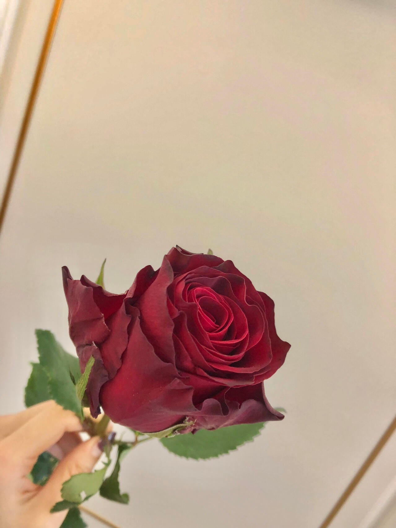 Rose  ‘ Rhodos ｜罗德斯