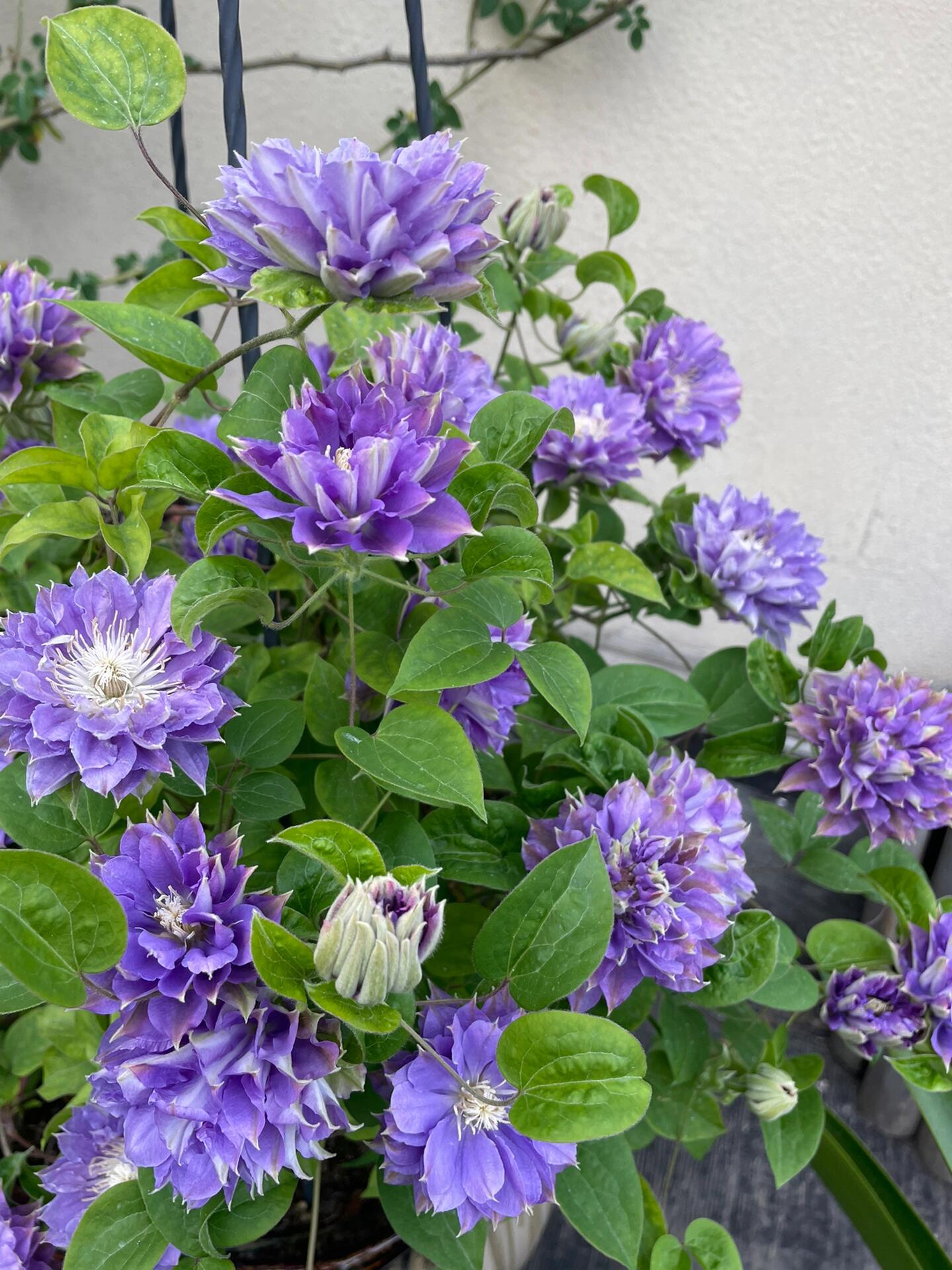 Clematis ''Enku｜円空''