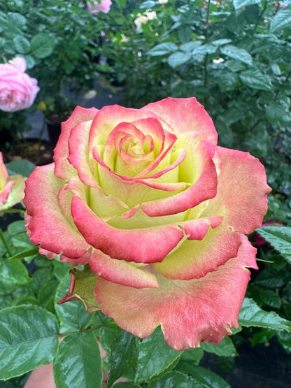 Rose  ‘ Green Apple｜グリーンアップル| 青苹果  - New Variety Florists Rose