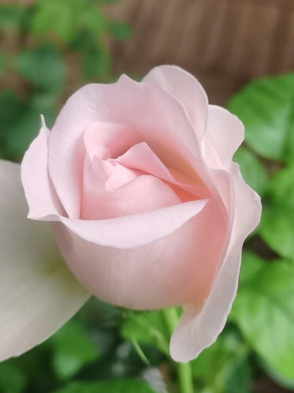 Rose 'Pretty Rabbit' 漂亮的玉兔