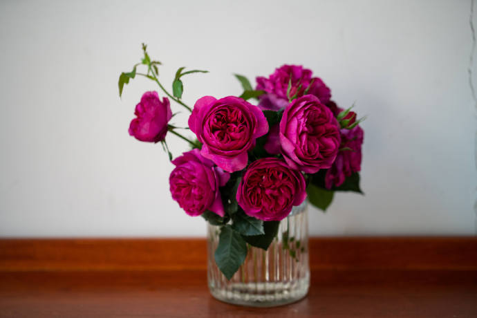 Rose  ‘ Ci Xuan| 慈萱|  - New Variety 2020