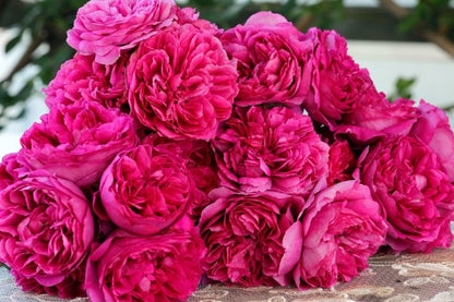 Rose  ‘ Ci Xuan| 慈萱|  - New Variety 2020