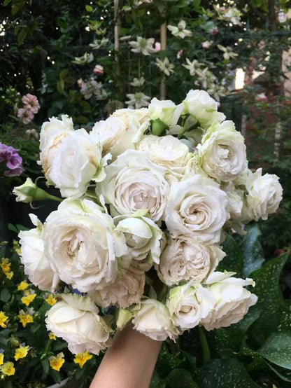 Rose 'Creed｜クリード ｜信念 ' - New Variety- 2020 | Award-winning