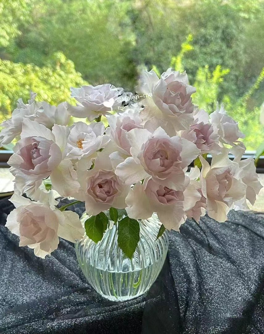 Rose ‘Saphiret  |サフィレット|莎菲天使 ’