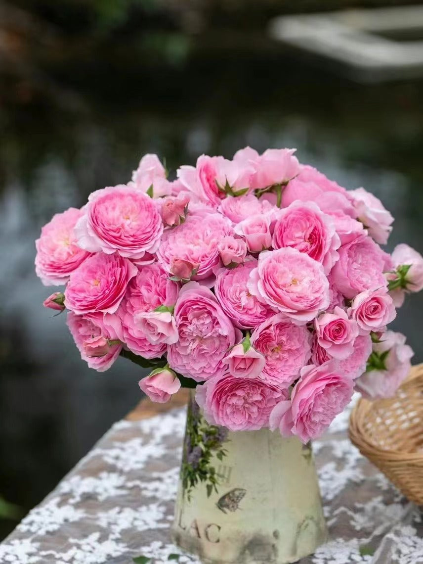 Rare Rose 'WanShan  | 纨扇| New varietie 2020 '