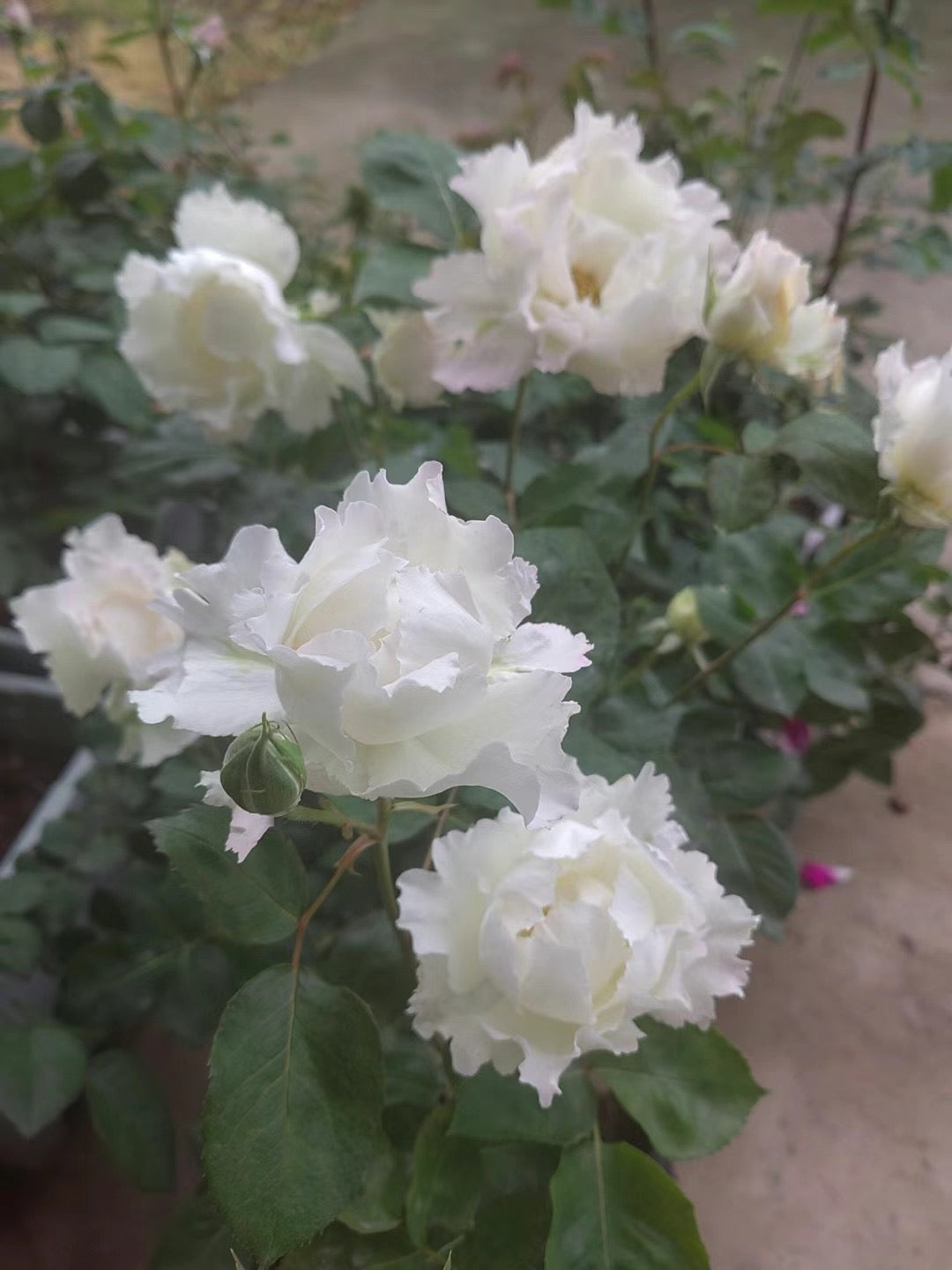 Rose 'Le Blanc ｜ル ブラン｜乐柏 '