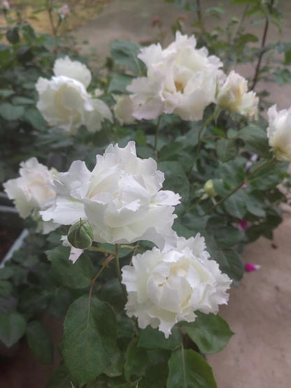 Rose 'Le Blanc ｜ル ブラン｜乐柏 '