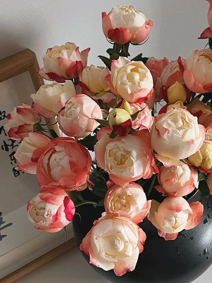 Rare Rosa ‘ Chance Pom |シャンスポム  | 苹果运气 ’